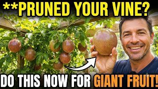 The Post-Pruning Secret for Massive Passion Fruit: How to Double Your Harvest