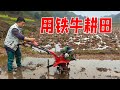 勇哥把铁牛搬出来耕田,两口子轮流操作,半天时间结果怎样?【乡野勇哥】