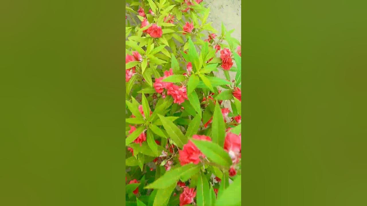 Beautiful flowers in my garden 🌹🥀🌺🌼💐😍🤗💯 YouTube