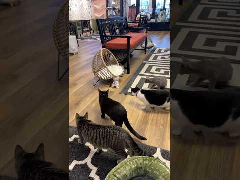 bringing a cat