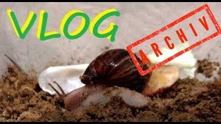 АРХИВ VLOG #38 Наша гигантская африканская улитка 01.10.15 АРХИВ VLOG #38 Наша гигантская африканская улитка 01.10.15