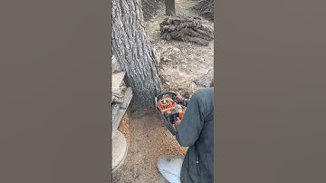 How To Perfectly Cut Down A Tree #skills #shorts 2025