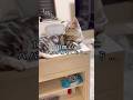 ママ帰宅に大喜びする猫が、パパが帰宅の時こーなっちゃう🤣② #shorts #アメリカンショートヘア #猫動画 #お出迎え