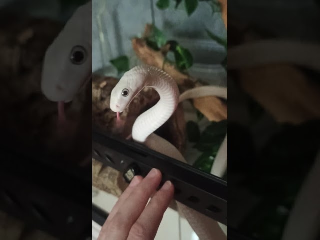 Ева, техасский полоз леуцист