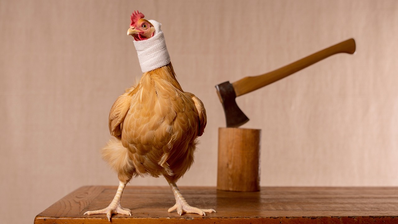 Headless Animals: How They Survive the Impossible