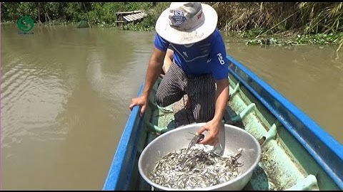 Bẫy bắt cá trên sông, của nông dân miền tây quá hay - Fishing trap | Sắc Màu VN
