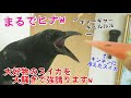 【まるでヒナ】寝起き夏バテカラスに冷えたスイカを与えたら大騒ぎでまるでヒナw まるで猫＆マジシャン姐御＆騙され犬 20190801、カラス＆四つ足トリオ