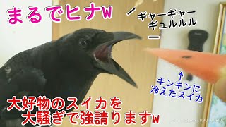 【まるでヒナ】寝起き夏バテカラスに冷えたスイカを与えたら大騒ぎでまるでヒナw まるで猫＆マジシャン姐御＆騙され犬 20190801、カラス＆四つ足トリオ