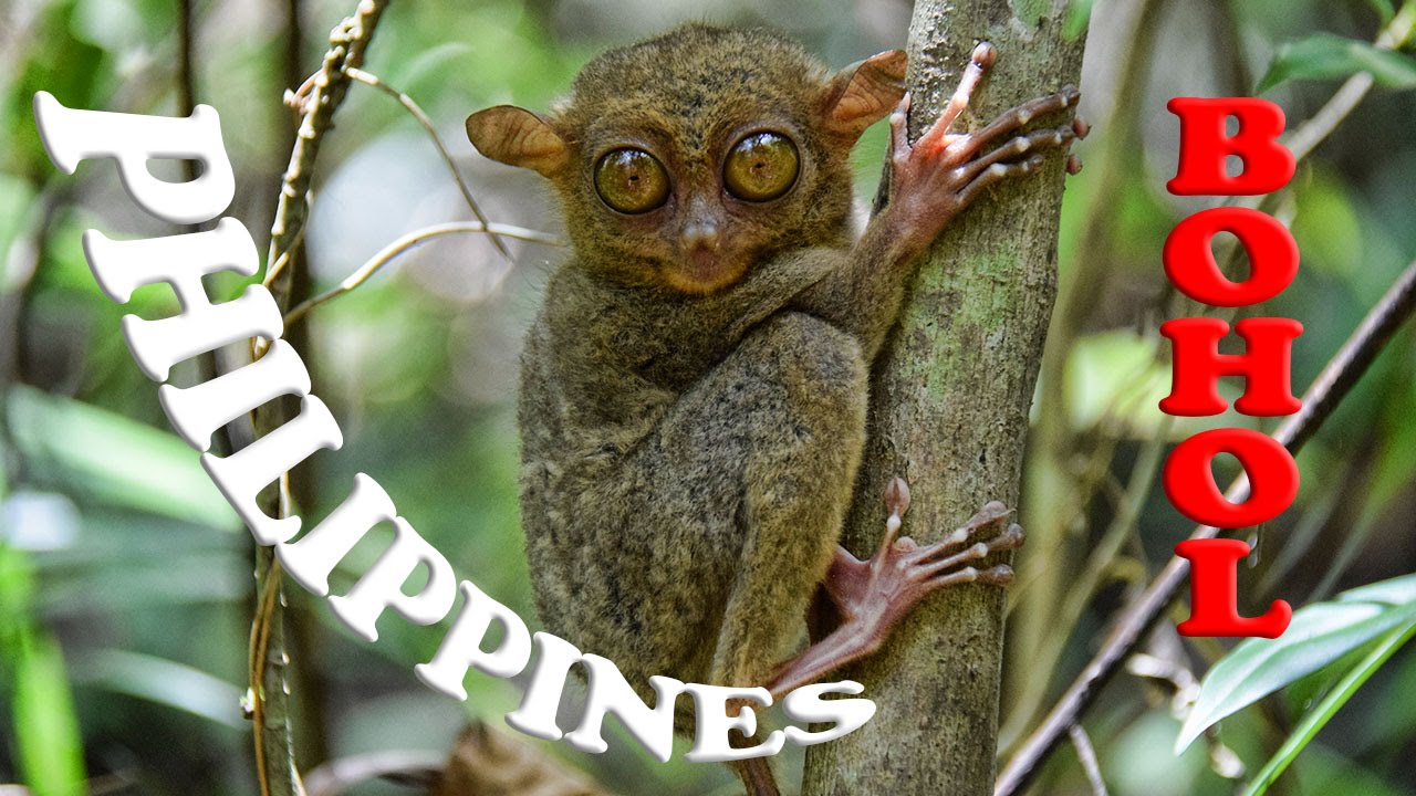 PHILIPPINES N°17 Bohol Tarsiers, Chocolate Hills YouTube
