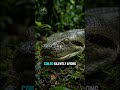 Green Anaconda: The Invisible Giant of the Amazon #shorts #viral #anaconda
