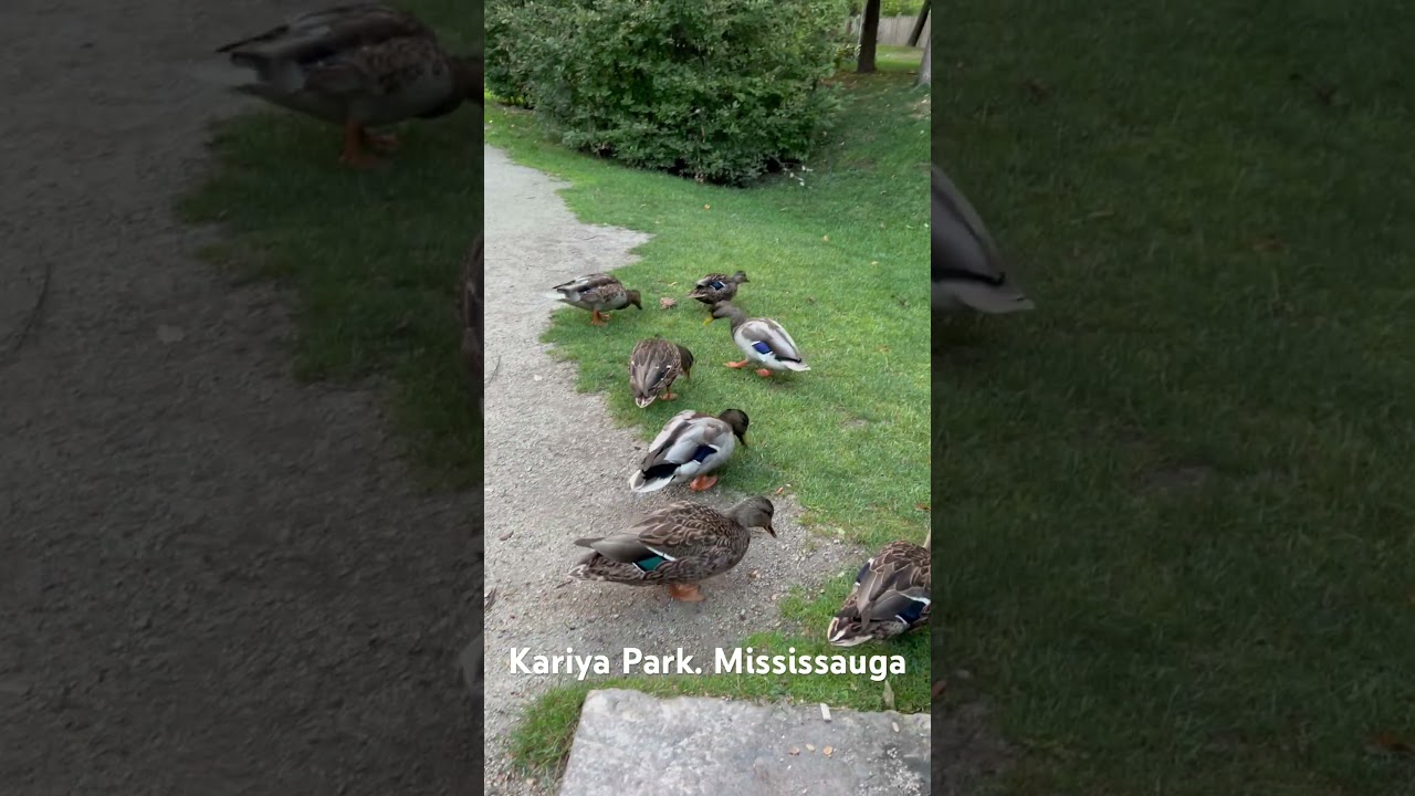 Kariya Park. Mississauga 
