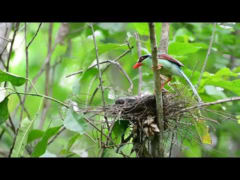 Engkek keling  meloloh anak di hutan