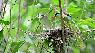 Engkek keling  meloloh anak di hutan
