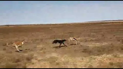 saluki/Greyhound chasing a springbok(please watch and subscribe)