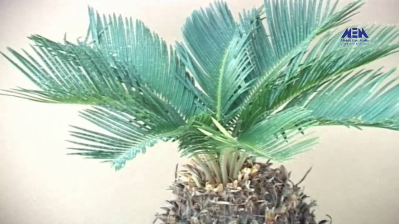 Episode 07–Nabtat EL Zieena Program | الحلقة السابعة - برنامج نباتات الزينة