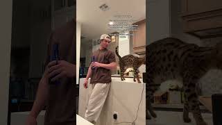 🙏 #1000subscriber #cat