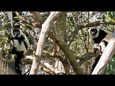camera iphone 8 plus apk 啼くエリマキキツネザルBlack-and-white Ruffed Lemur　Ｂarks