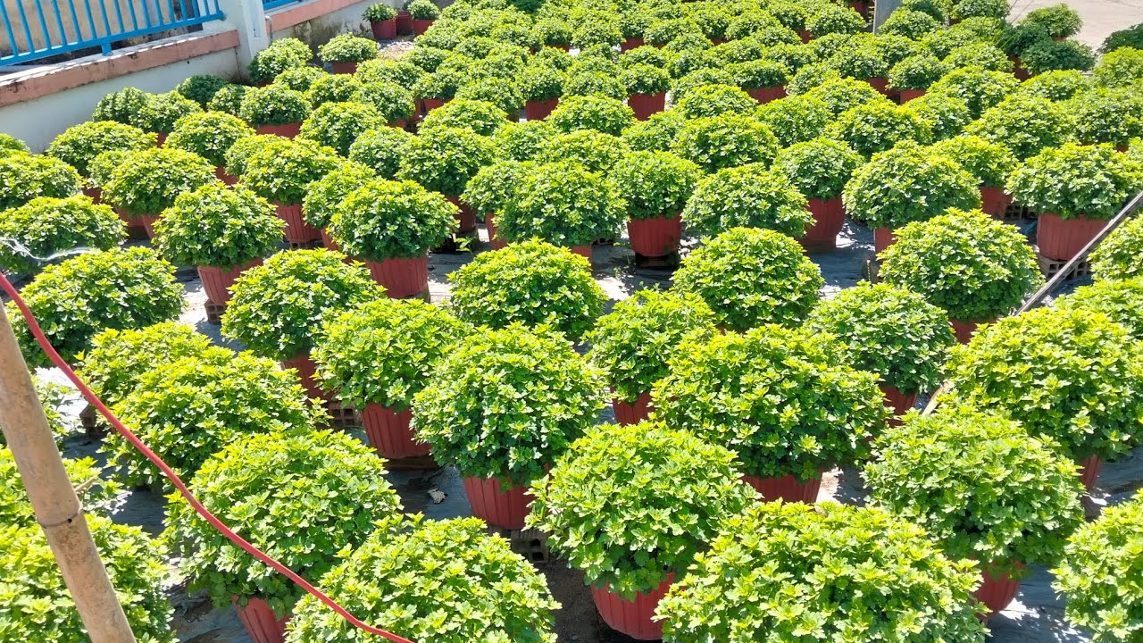 Cách xử lý cây ra hoa sớm