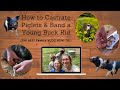 How to castrate piglets and band a buck kid (Best family vlog how-to!)
