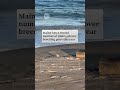 Maine has a record number of piping plover breeding pairs this year