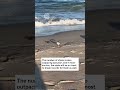 Maine has a record number of piping plover breeding pairs this year