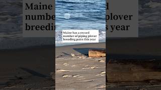 Maine has a record number of piping plover breeding pairs this year @MainePublic