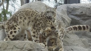 ユキヒョウのリーベ10歳~Snow Leopard