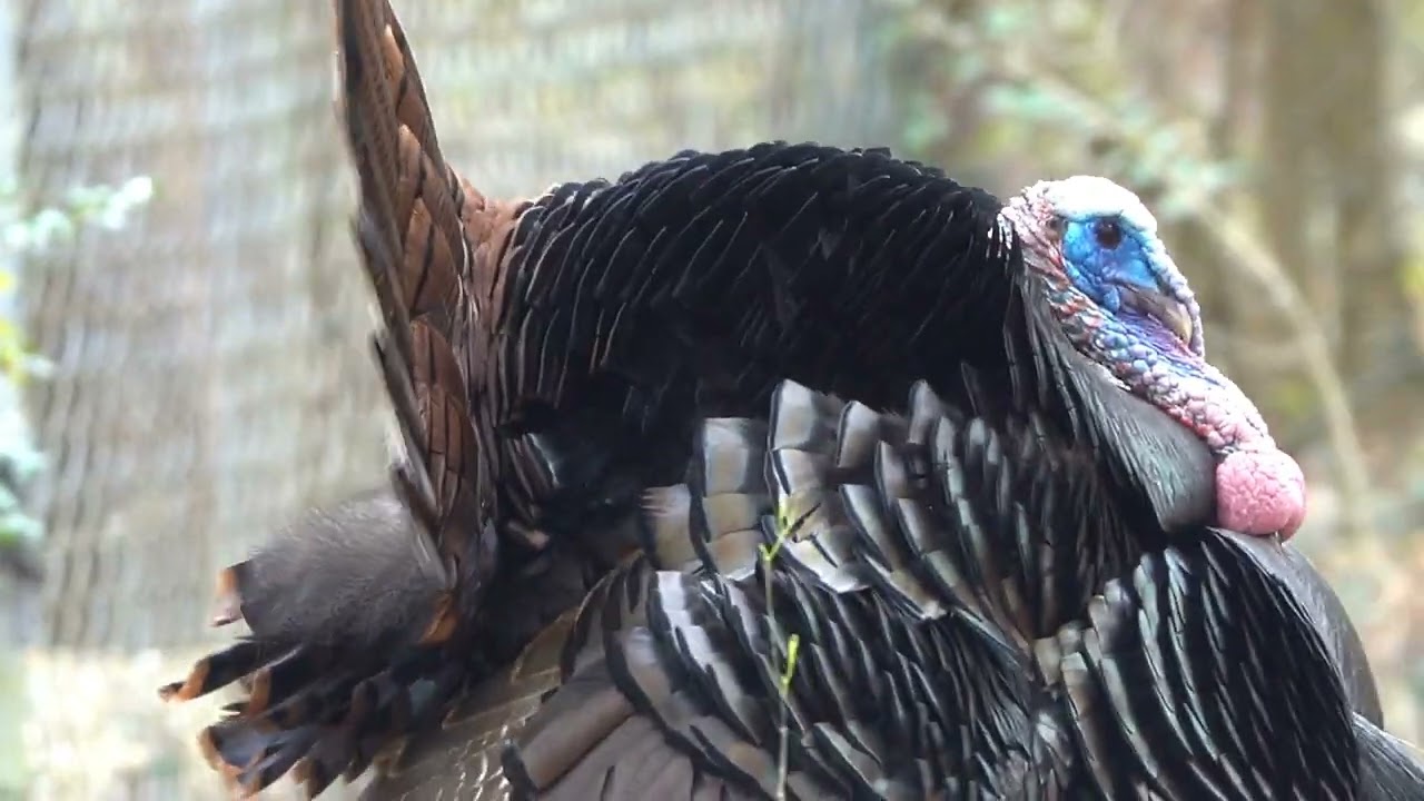 Tom Turkey Snood and Tail Display