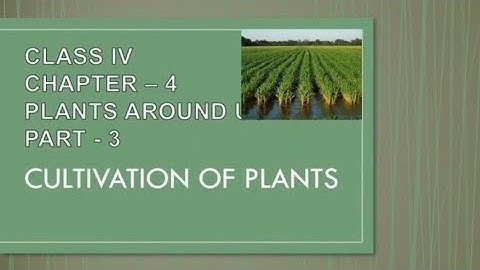 Class IV Science, Chapter - 4 (Plants around us) Part 3, Cultivation of plants by Jauli Sen