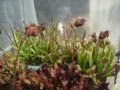 Plantas Carnívoras - Colecção Ricardo Miranda
