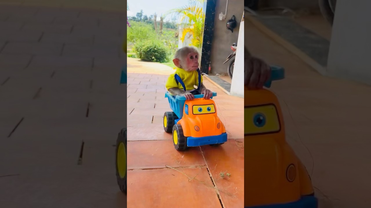 Baby Monkey Moon Driving Backwards 😆 