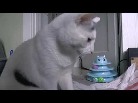 top movies on netflix Cat ASMR