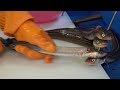 노량진수산시장 - 아나고 회뜨기 달인, 붕장어, 바다장어, 뱀장어 손질법 (Slices of raw conger eel) / fish market korea / 한국 길거리 음식
