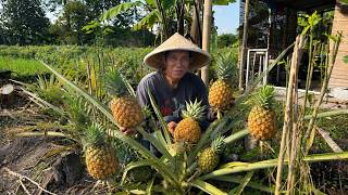 Panen Nanas di Kebun! Bikin Gabin Fla Nanas, Pindang Balado, dan Sayur Asem