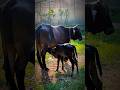 The calf & the Cow #cow #calf #milking #animals #motherslove