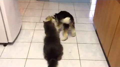 Captain Fluffy Pants & Alfie the Lowchen
