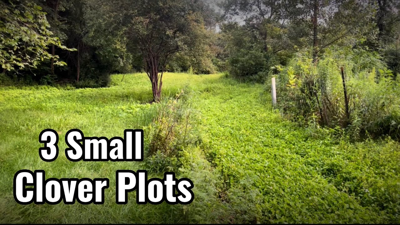 Spring Clover Plot Spring Planting 3 small Clover Food Plots - YouTube