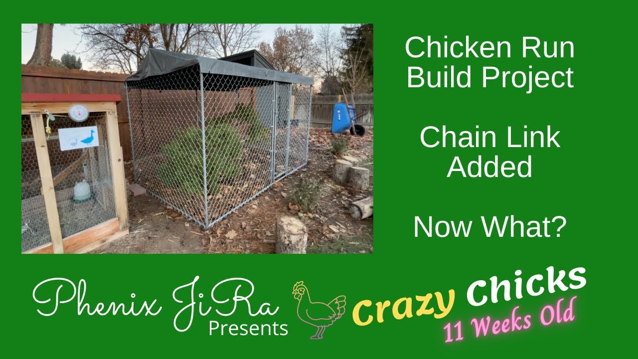 Dog Kennel Chicken Run Chain Link YouTube