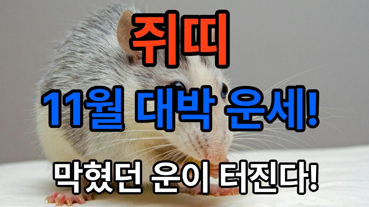 [쥐띠 11월 운세] 2025년 11월, 막혔던 운이 드디어 열린다!