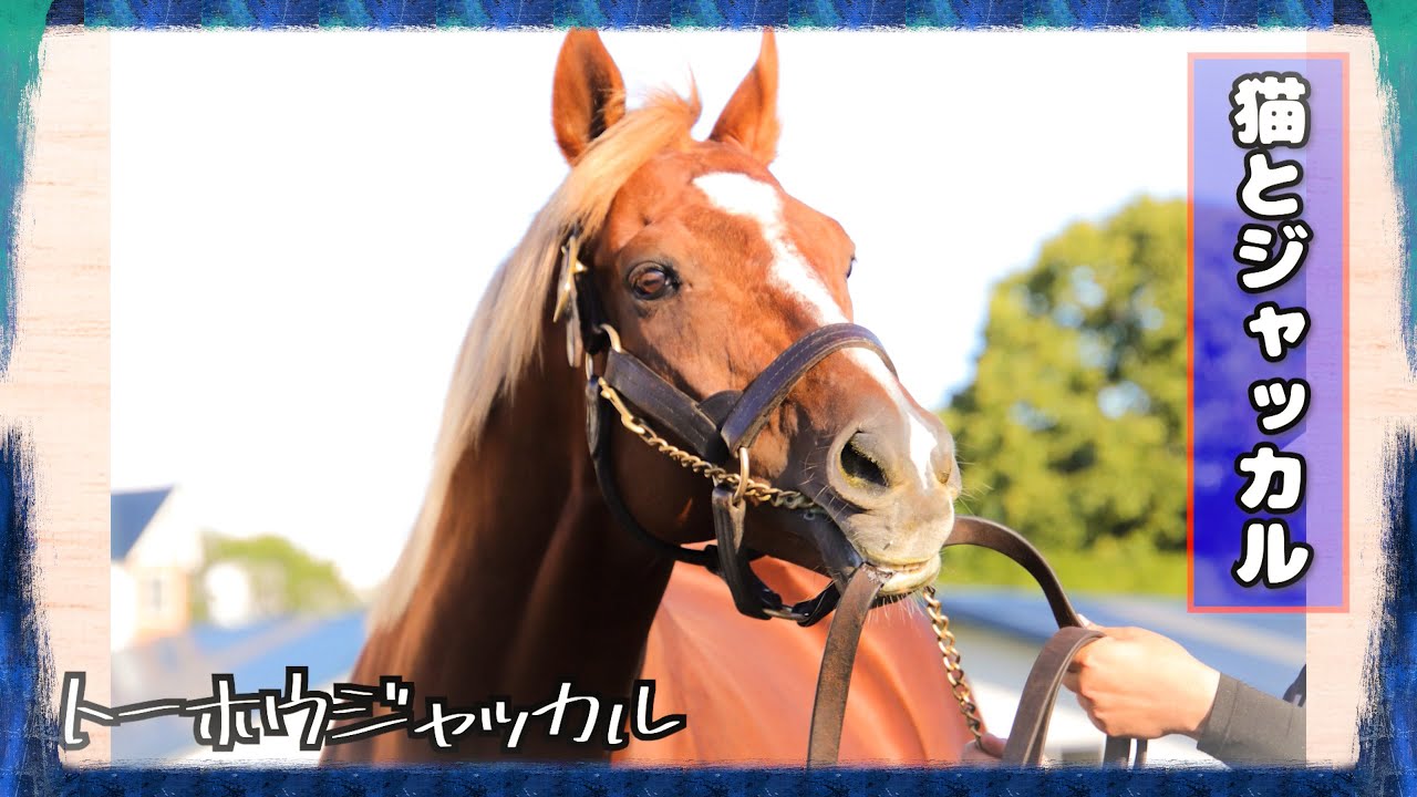 元気でねジャッカル【トーホウジャッカルと猫】