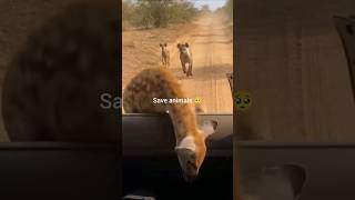 Animals Save Moments