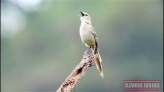 KICAUAN BURUNG CICA KORENG JAWA DI PAGI HARI🐦