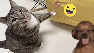 When a silly Cat becomes your best friend 😹 The funniest animals and pets 😅 #2