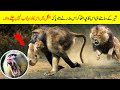 خطرناک جنگلی جانور اس بندر سے اتنا ڈرتے کیوں ہیں Why Are Most Predators Afraid Of Baboons 
