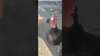 Titu Tries To Bite My Finger