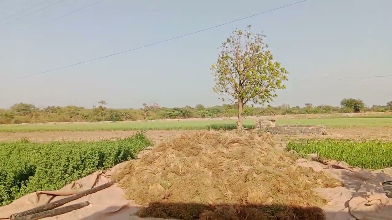 11 ફેબ્રુઆરી, 2026