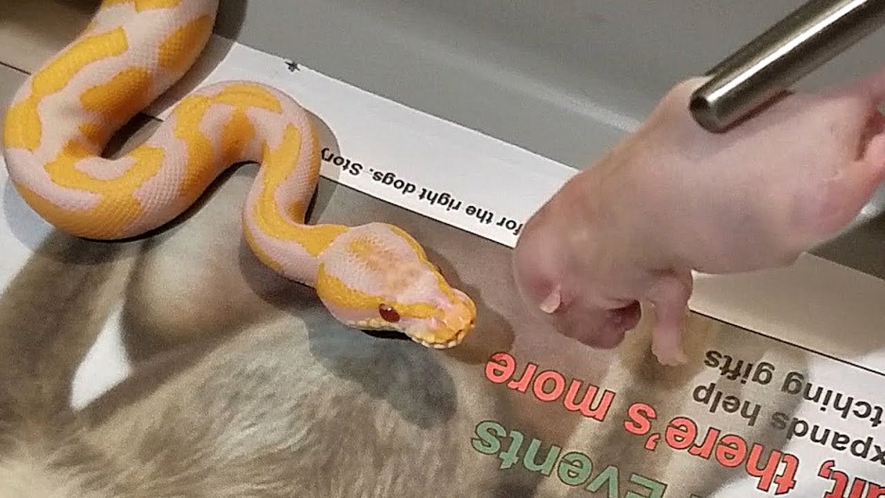 How to Feed Frozen Mice to Ball Python?