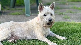 Scottish Terrier and Cairn lunch time play! by Ruby and Rory 594 views 1 year ago 2 minutes, 4 seconds