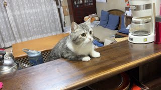 カウンターでおやつが出てくるのを待ってる猫がかわいすぎました…笑