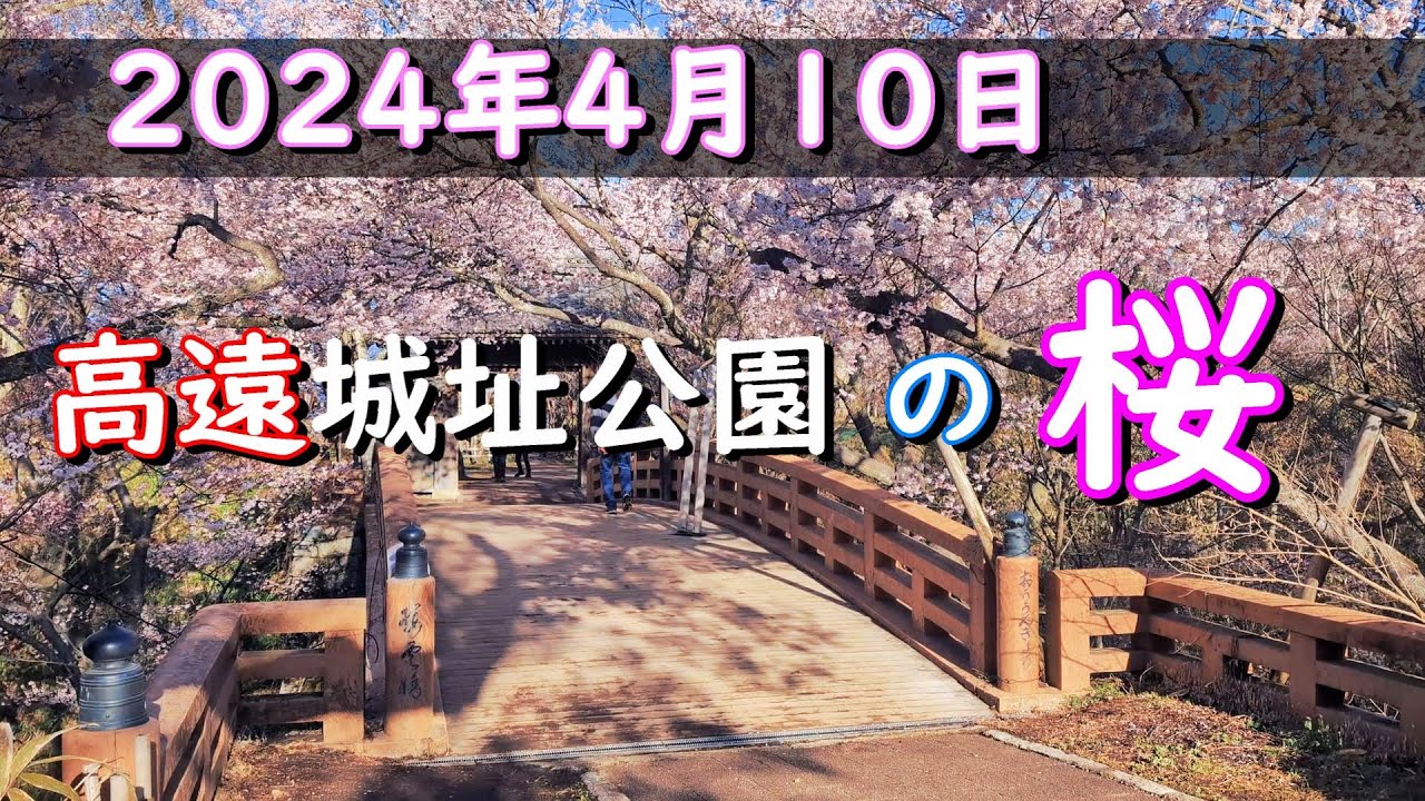 2024年4月10日(朝) 高遠城址公園の桜 || 桜の名所を散策